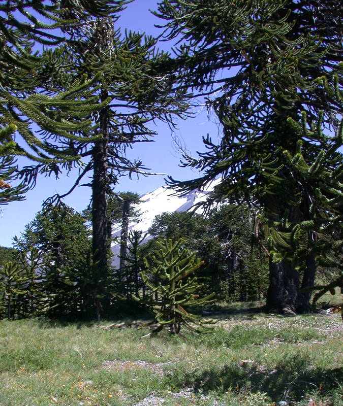 Araucaria